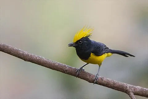 sultan tit: melanochlora sultanea, a small bird of the tit family Paridae