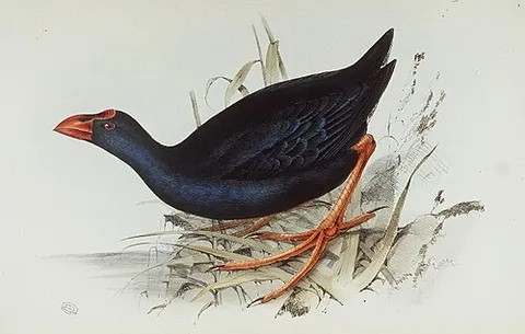 sultana bird: a western swamphen, Porphyrio porphyrio