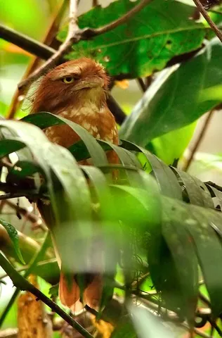 sumatran frogmouth: batrachostomus poliolophus, a species of nocturnal bird