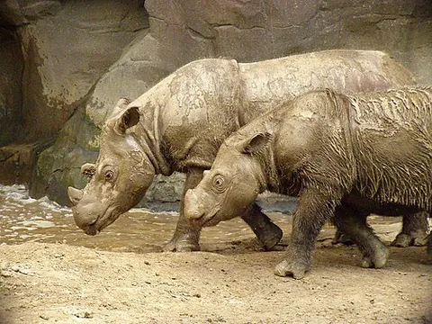 sumatran rhinoceros: a rhinoceros of species Dicerorhinus sumatrensis (family Rhinocerotidae)