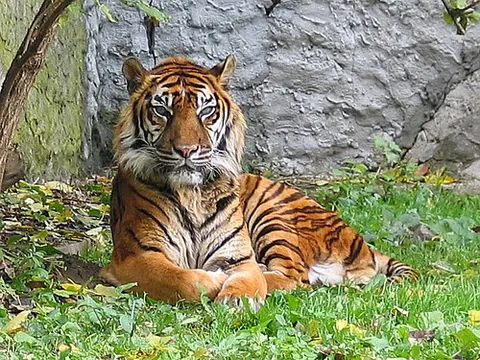 sumatran tiger: a population of Panthera tigris sondaica, found only on the Indonesian island of Sumatra