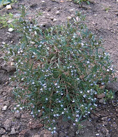 summer savory: satureja hortensis