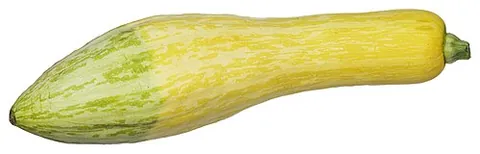 summer squash: any of various squashes, mostly varieties of Curcubita pepo, that are harvested when immature,...