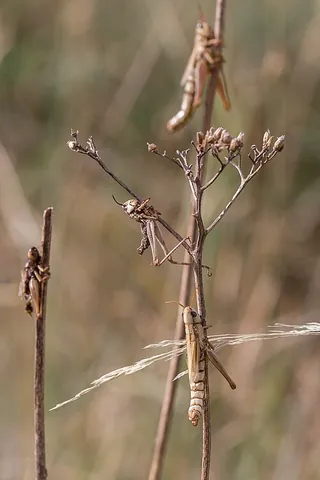 summit disease: a disease (usually fungal, caused by the species complex Entomophaga grylli) that affects various...