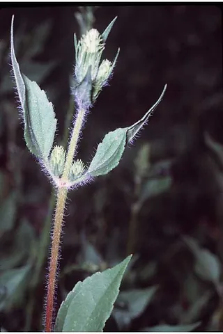 sumpweed: iva annua, annual marsh elder, a North American herbaceous annual plant in the sunflower family