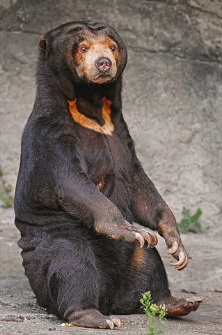 sun bear: a species of relatively small bears, Helarctos malayanus, found in Southeast Asia