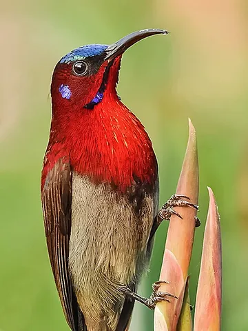 sunbird: a bird belonging to any of several species in the family Nectariniidae