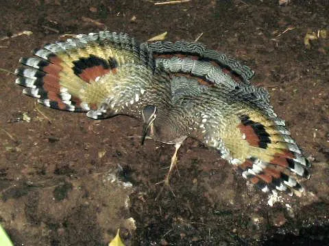 sunbittern: any member of species Eurypyga helias of birds found in the New World tropics, the sole member of...
