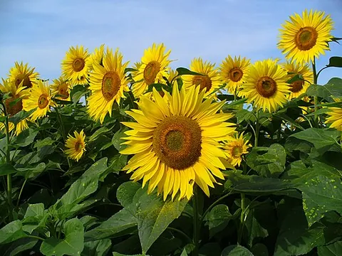 sunbloom: synonym of sunflower
