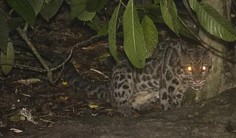 sunda clouded leopard: a medium-sized wild cat, native to Borneo and Sumatra, Neofelis diardi