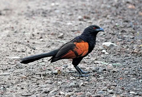 sunda coucal: centropus nigrorufus, a species of cuckoo