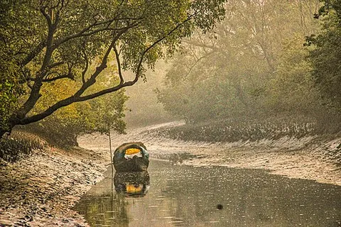 sundarbans: a mangrove area in the delta formed by the confluence of the Ganges, Brahmaputra and Meghna rivers...