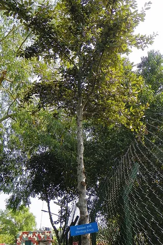 sunder tree: heritiera fomes (syn. H. minor Roxb.); a tree found in high intertidal regions of Bangladesh...