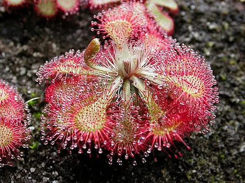sundew: any of a group of insectivorous plants in the genus Drosera that catch insects by sticky droplets...