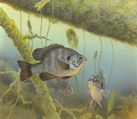 sunfish: any of various small freshwater fishes of the family Centrarchidae, often with iridescent colours...