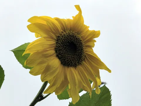 sunflower: any plant of the genus Helianthus, so called probably from the form and color of its floral head,...