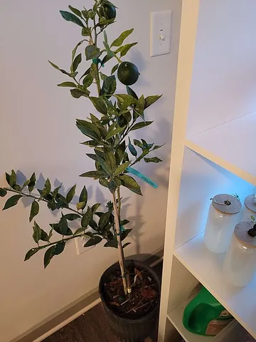 sunquat: a citrus tree, a cross between a lemon (probably a Meyer lemon) and a kumquat, Citrus × japonica