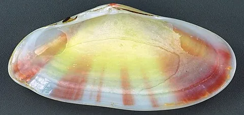 sunset shell: a marine bivalve (Tellina radiata) found in the Caribbean, having a smooth shell marked with...
