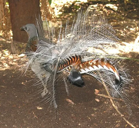 superb lyrebird: a large species of songbird, Menura novaehollandiae, family Menuridae, endemic to eastern...