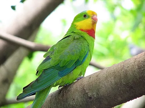 superb parrot: a species of parrot, Polytelis swainsonii, native to Australia