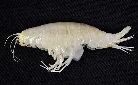 supergiant amphipod: any of several very large crustaceans of the genus Alicella, found at great ocean depths