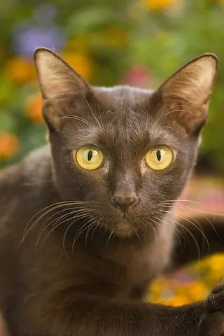 suphalak: a shorthaired breed of cat originating in Thailand, having solid reddish-brown fur