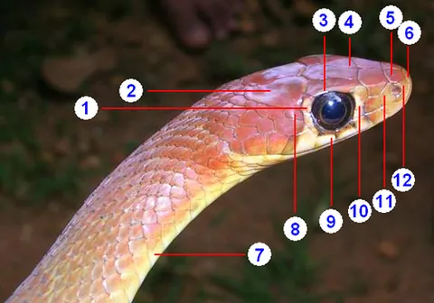 supraocular: above the eyes