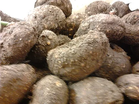 suran: a tropical plant of the species Amorphophallus paeoniifolius, cultivated for its edible root