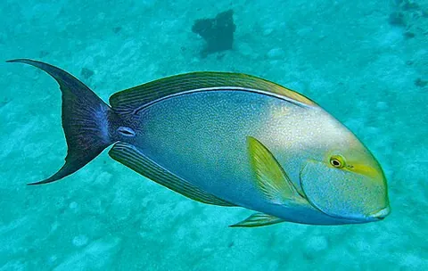 surgeonfish: any of many species of reef-dwelling fishes, most of them brightly coloured, of the family...
