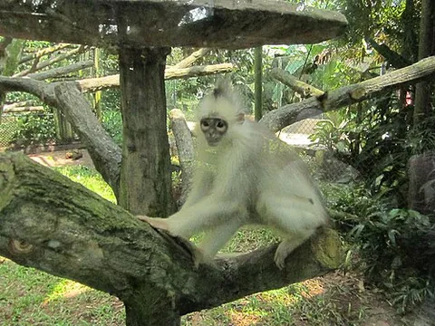 surili: a small Old World monkey of the genus Presbytis, unlike other langurs in having bulges above the...