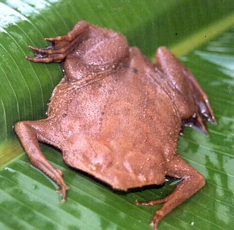 surinam toad: pipa pipa, a South American frog in the family Pipidae