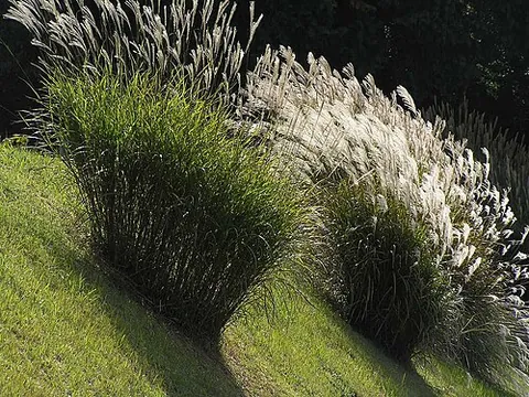 susuki grass: miscanthus sinensis, a species of grass native to eastern Asia, including China, Japan, Taiwan and...