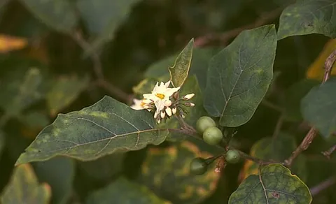 susumber: solanum torvum, a bushy, spiny perennial plant: a wild eggplant