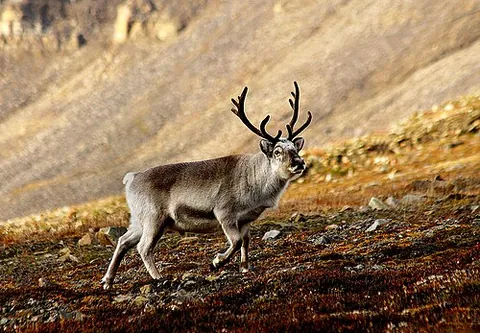 svalbard reindeer: a subspecies of reindeer found on the Svalbard archipelago; Rangifer tarandus platyrhynchus