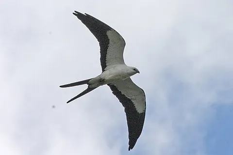 swallow-tailed kite: any of the species of kite native from southeastern North America through most of South...