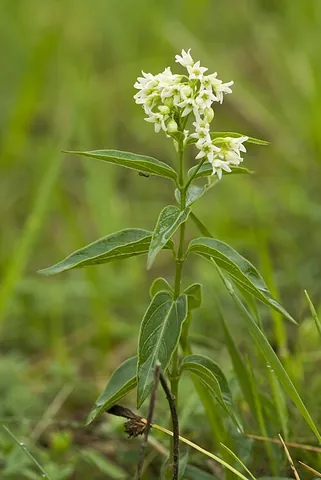 swallow-wort: the plants of the genus Vincetoxicum, especially Vincetoxicum nigrum (syn. Cynanchum nigrum, black...
