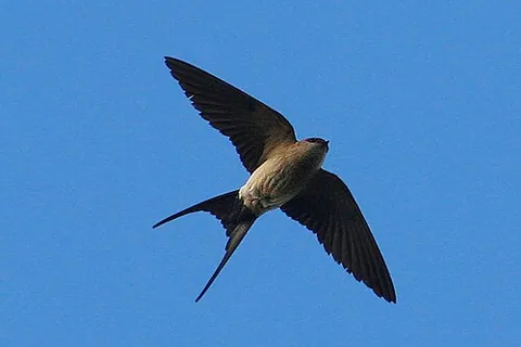 swallowtail: the forked tail of a swallow