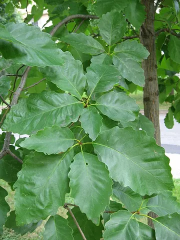 swamp chestnut oak: quercus michauxii, native to piedmont and lowlands from New Jersey to northern Florida, Texas, and...