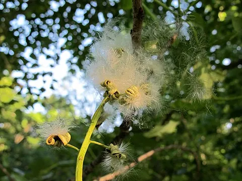 swamp cottonwood: any tree of species Populus heterophylla, native to damp areas of eastern United States