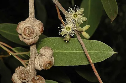 swamp gum: any of various species of Eucalyptus native to Australia