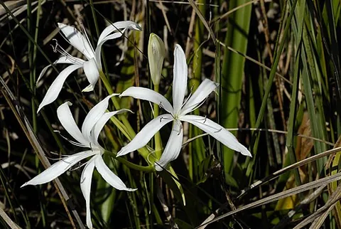 swamp lily: any of various species of plants with showy flowers growing in wet habitats