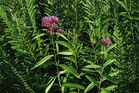 swamp milkweed: asclepias incarnata, native to eastern and central North America