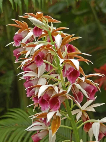 swamp orchid: any orchid of the genus Phaius, commonly found in swamps