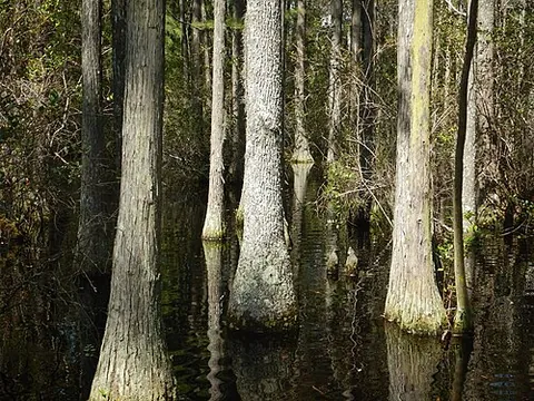 swamp tupelo: a type of wetland tree of species Nyssa biflora, native to the eastern United States