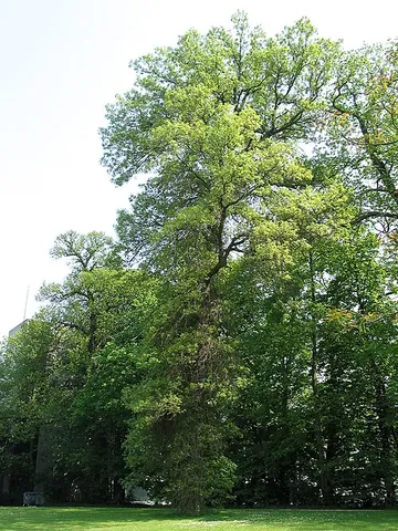 swamp white oak: the tree Quercus bicolor