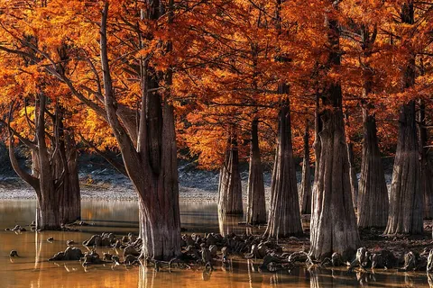 swamp: an area of wet (water-saturated), spongy (soft) land, often with trees, generally a rich ecosystem...