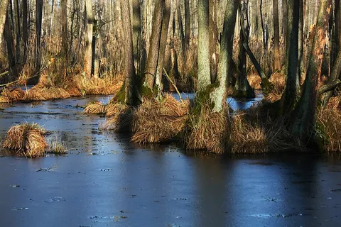 swampland: low-lying land that is regularly flooded; especially such land that is drier than a bog or a marsh