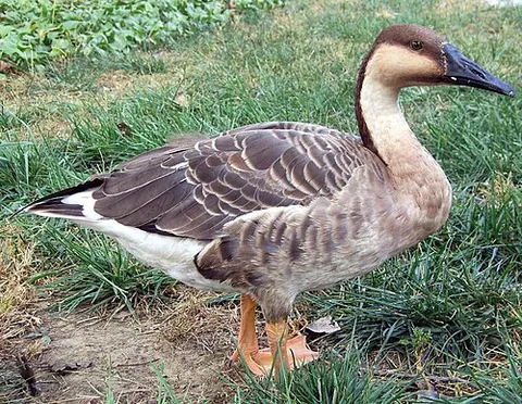swan goose: a large migratory goose (Anser cygnoides) belonging to the subfamily Anserinae