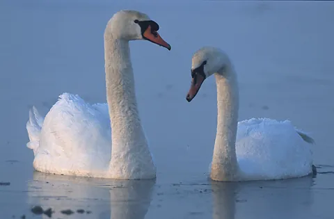 swan: any of various species of large, long-necked waterfowl, of genus Cygnus (bird family: Anatidae),...