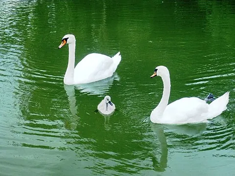 swanling: a young or baby swan; a cygnet